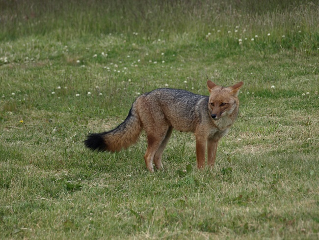../../Pictures/240110/008 Zorro colorado.JPG